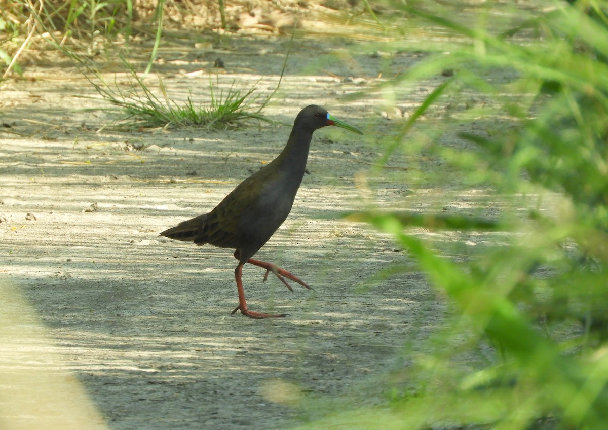 Plumbeous Rail - ML645781785