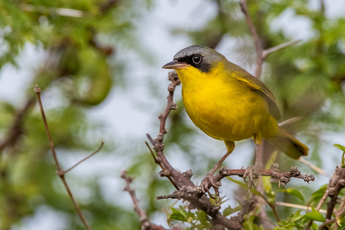 Southern Yellowthroat - ML645781788