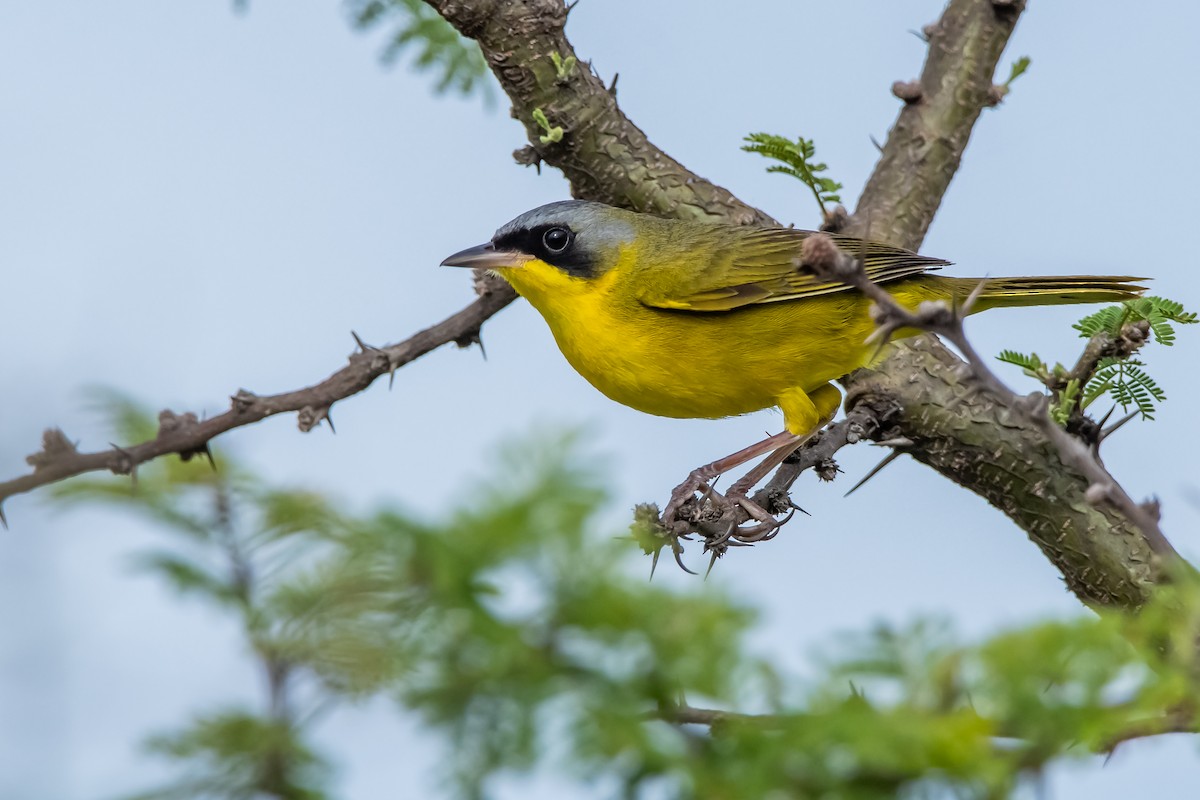 Southern Yellowthroat - ML645781789