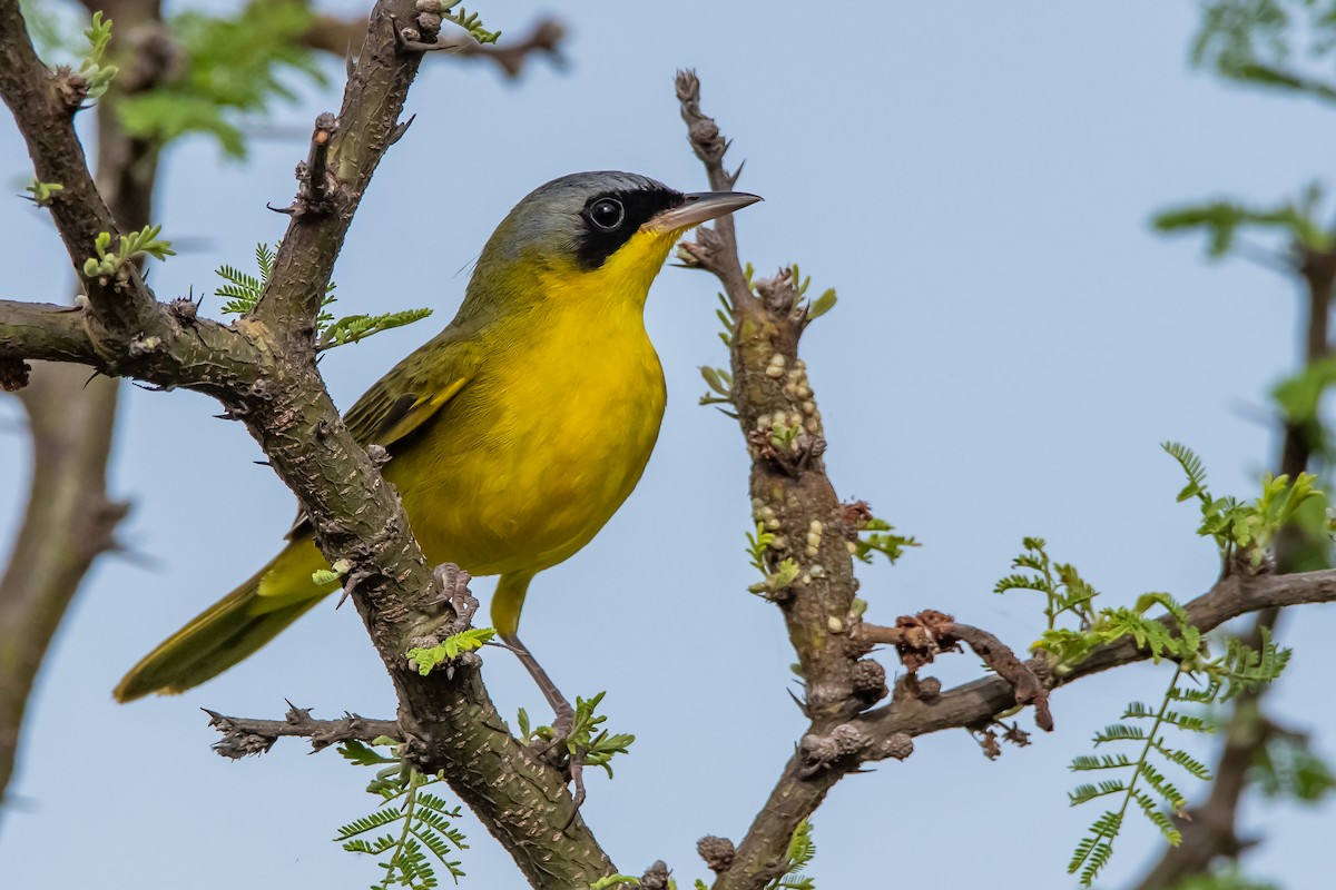 Southern Yellowthroat - ML645781790