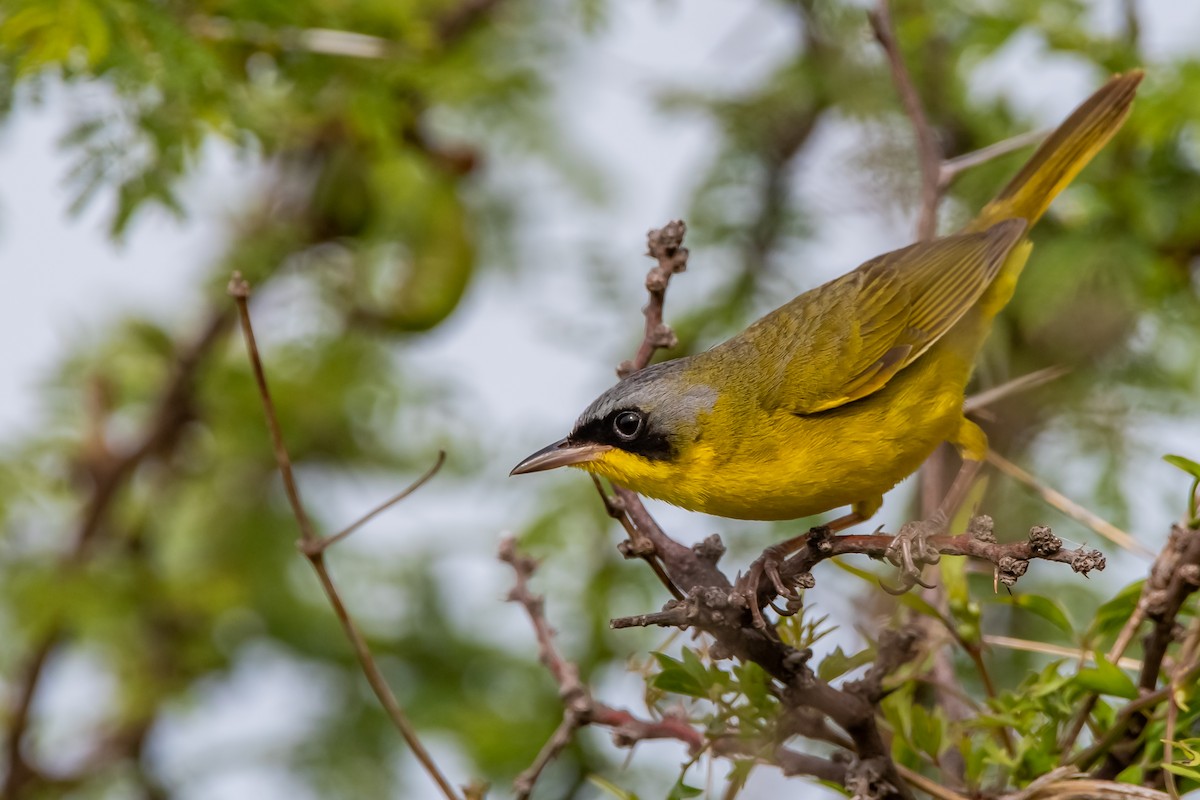 Southern Yellowthroat - ML645781791