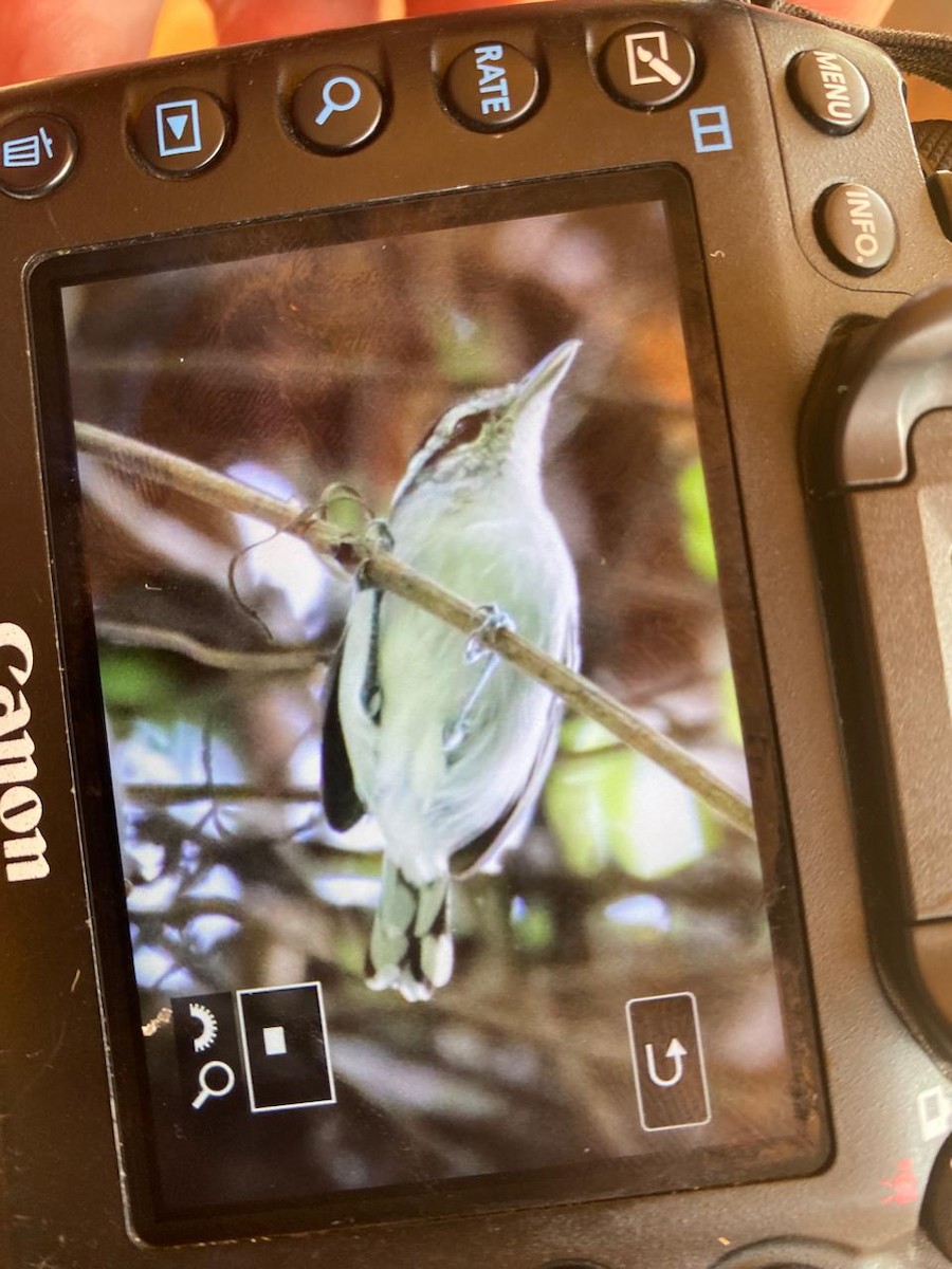 Todd's Antwren - ML645781798