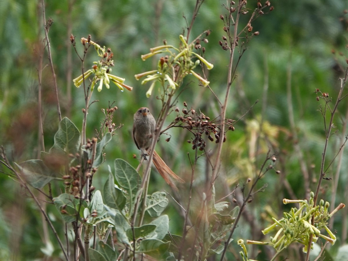 Rusty-fronted Canastero - ML645781800