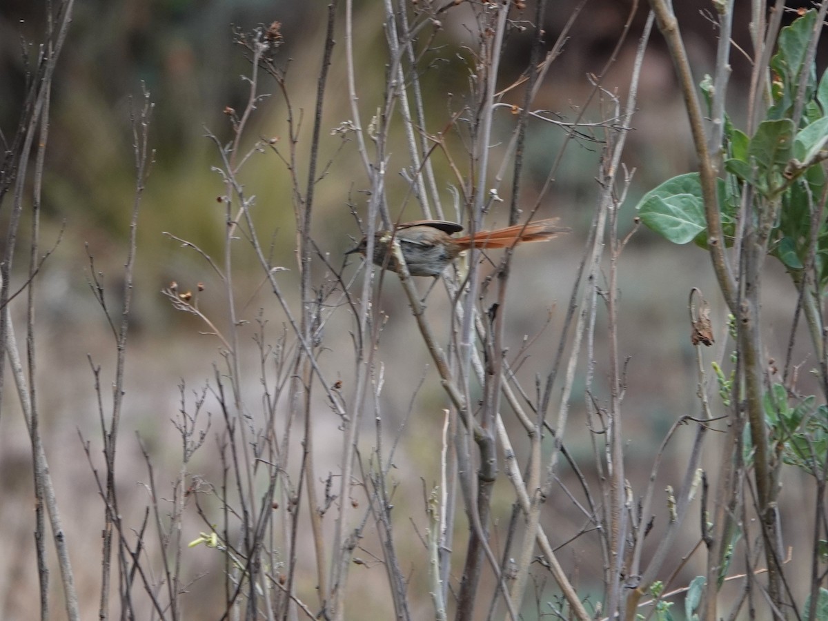 Rusty-fronted Canastero - ML645781801