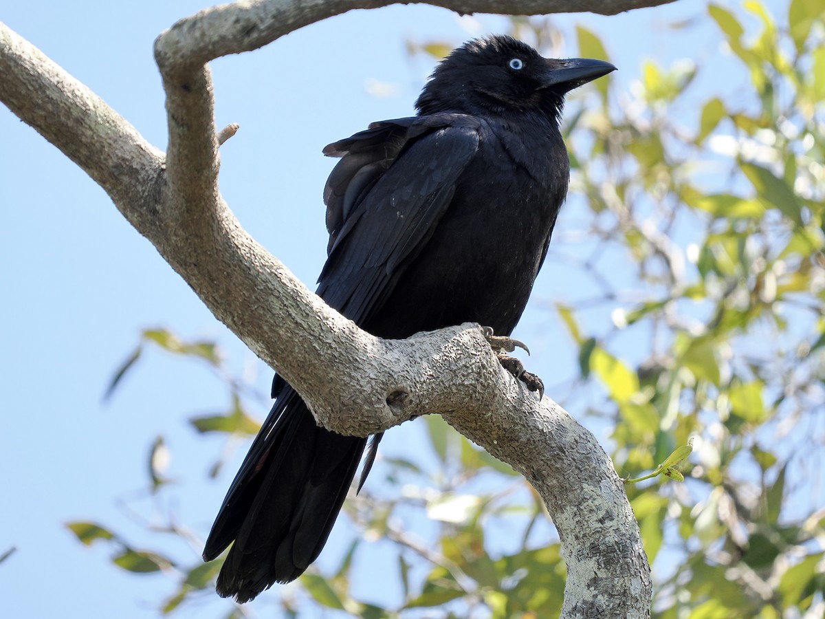 Torresian Crow - ML645781802