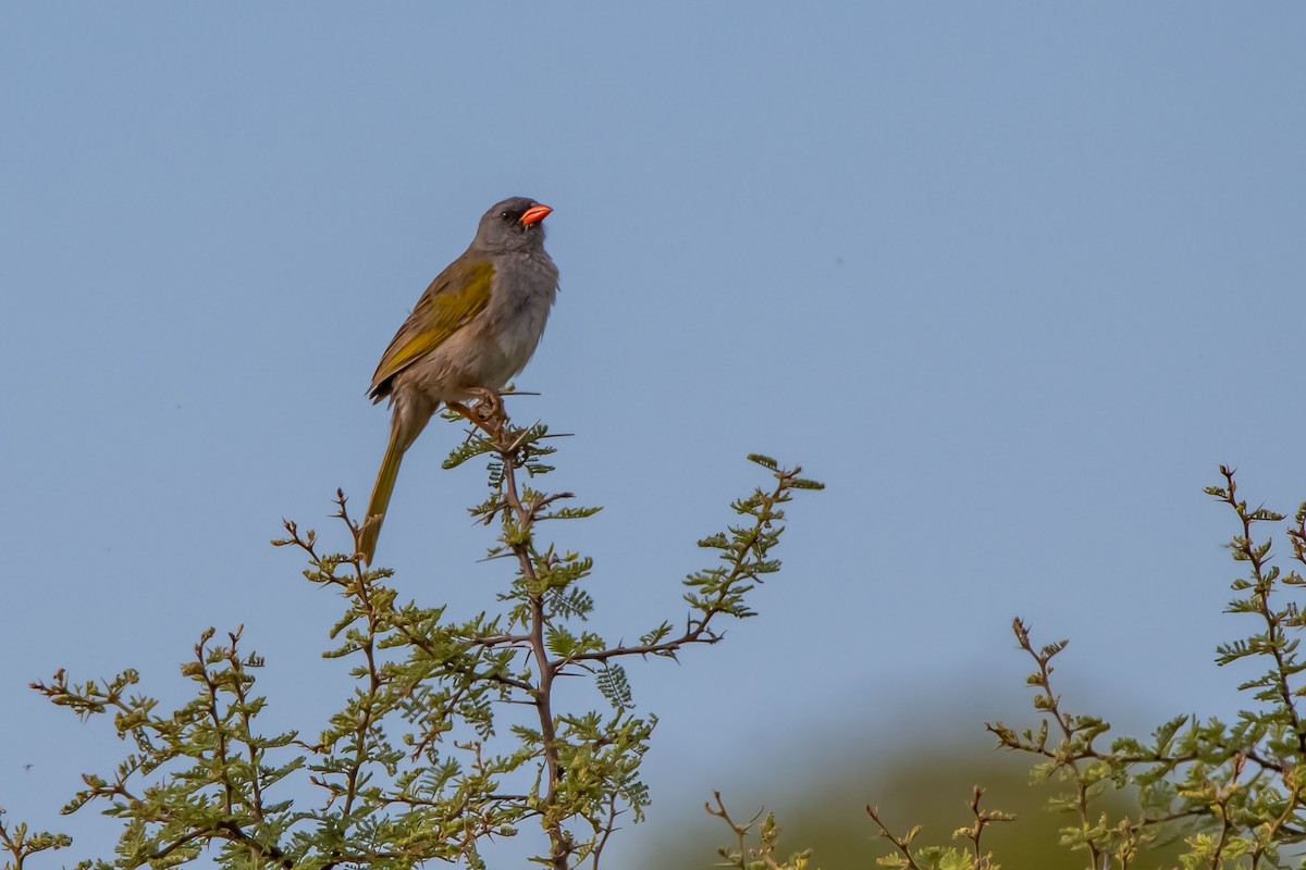 Great Pampa-Finch - ML645781812