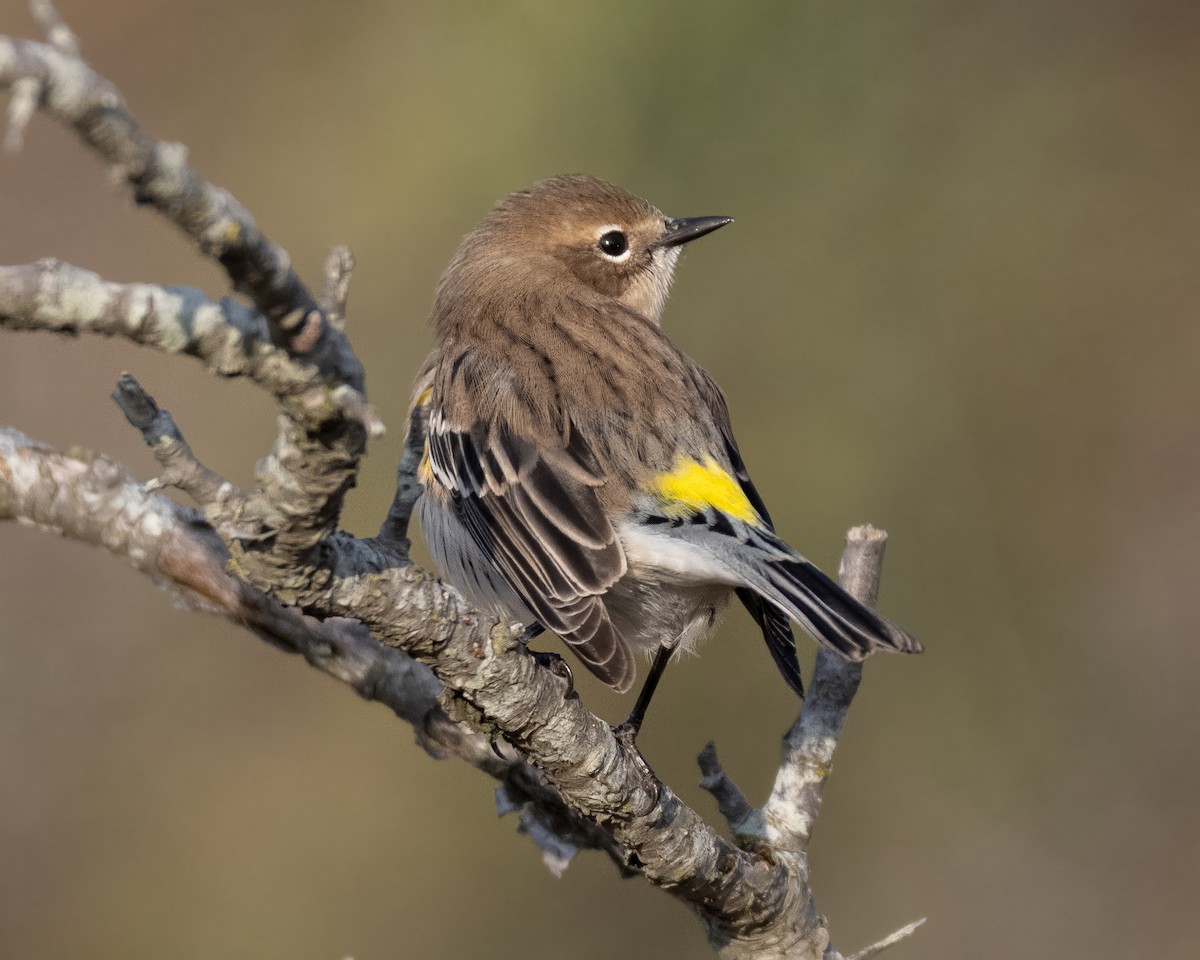 Yellow-rumped Warbler - ML645781818