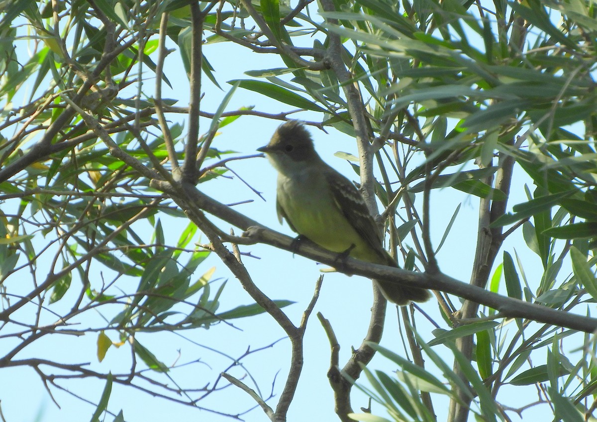 Large Elaenia - ML645781820