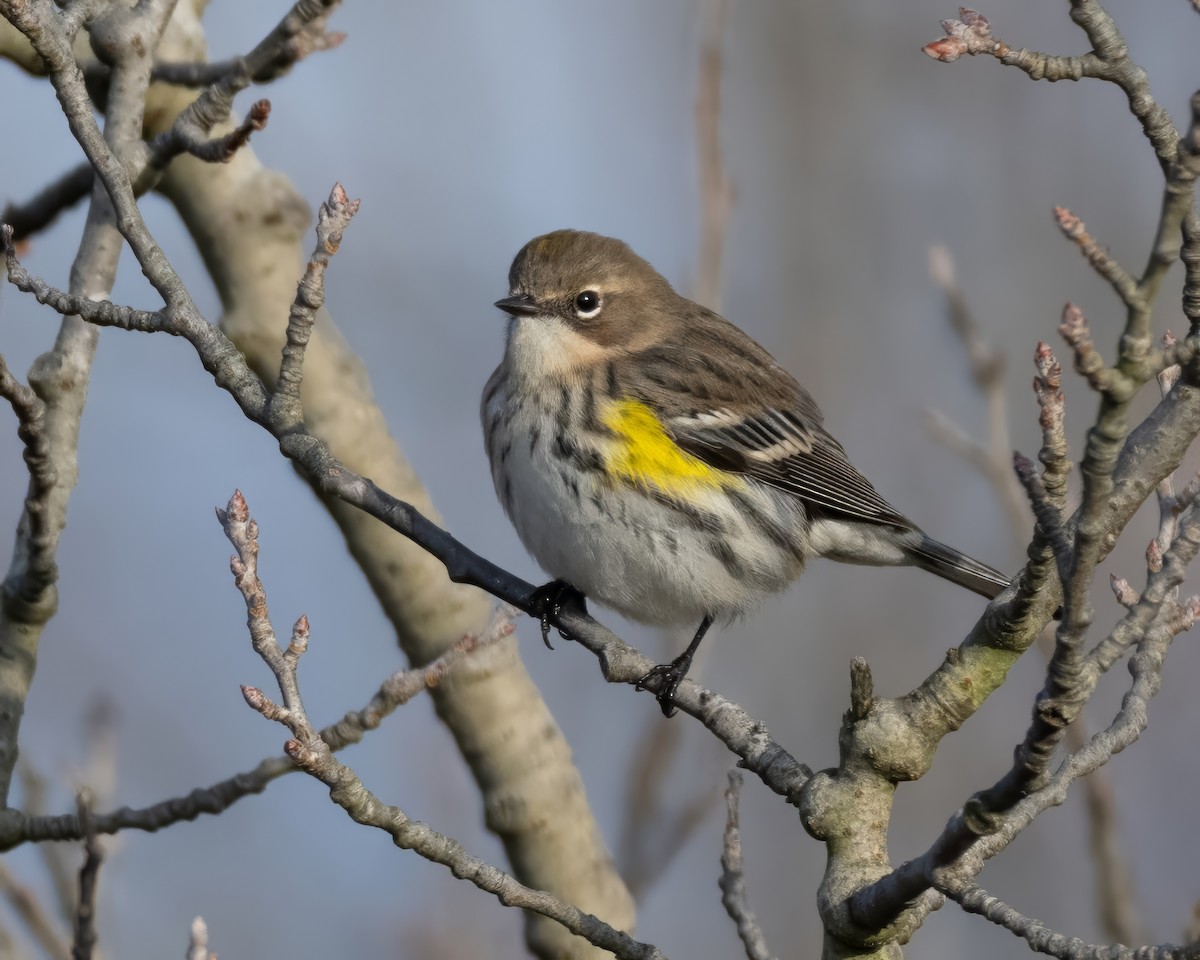 Yellow-rumped Warbler - ML645781822