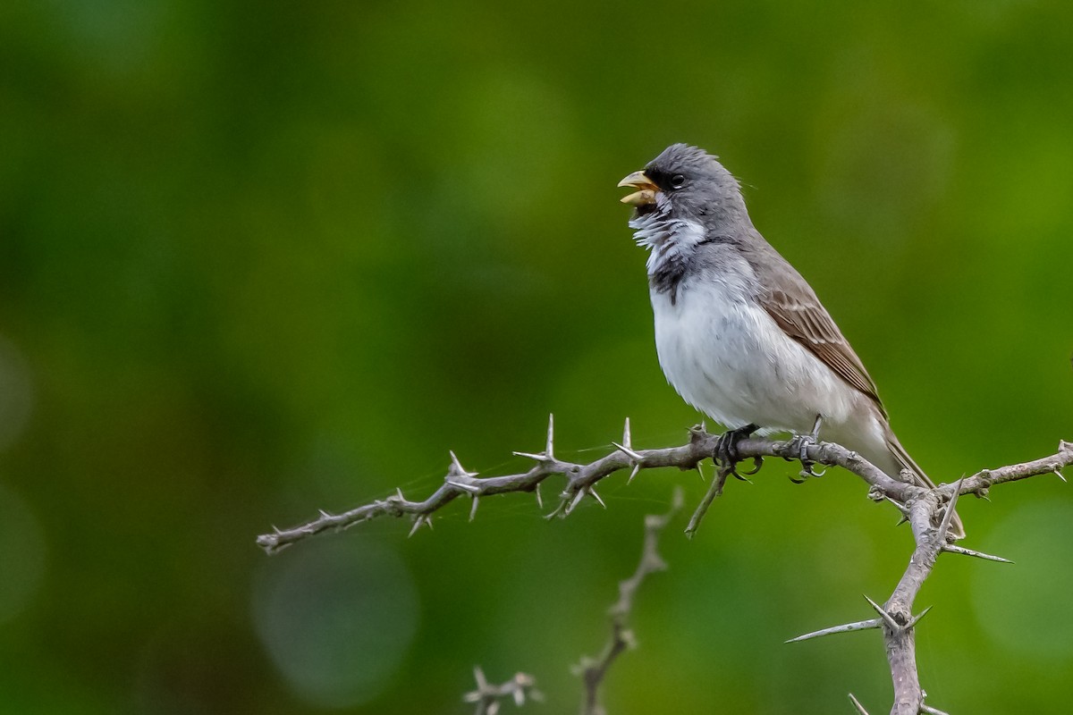 Double-collared Seedeater - ML645781823