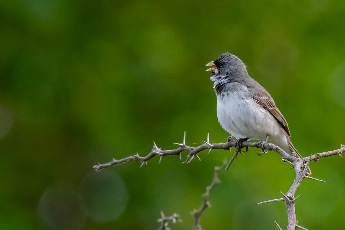 Double-collared Seedeater - ML645781824