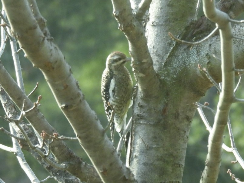 Yellow-bellied Sapsucker - ML645781825