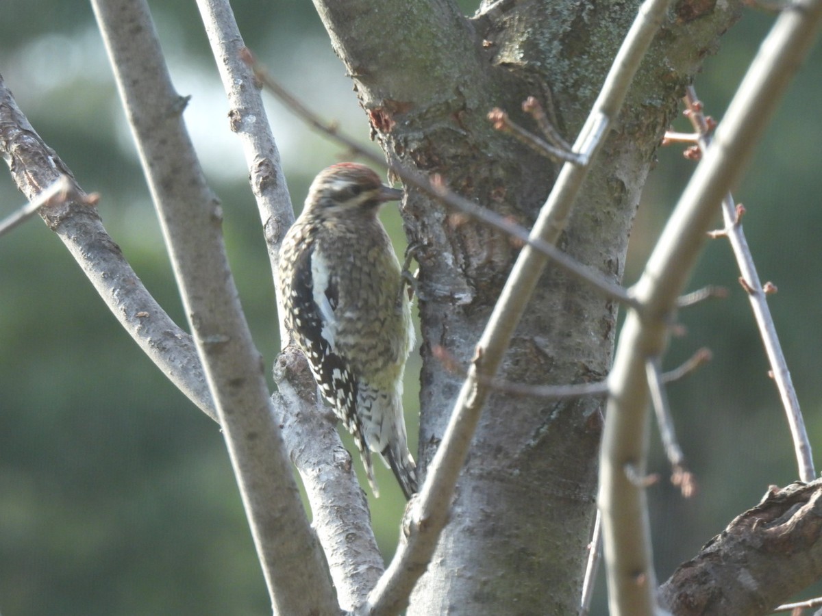 Yellow-bellied Sapsucker - ML645781826