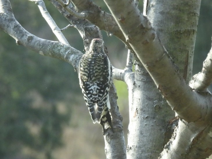 Yellow-bellied Sapsucker - ML645781827