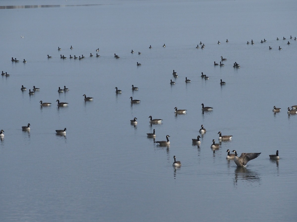 Barnacla Canadiense Grande - ML645781828