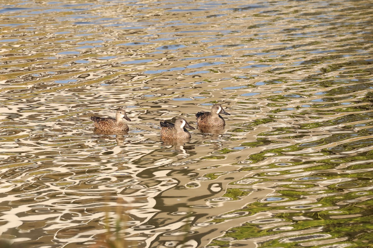 Blue-winged Teal - ML645781831