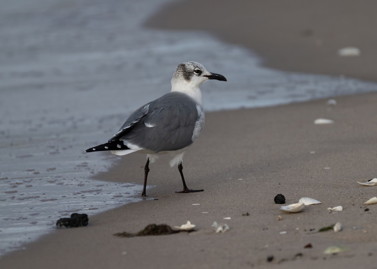 Laughing Gull - ML645781832