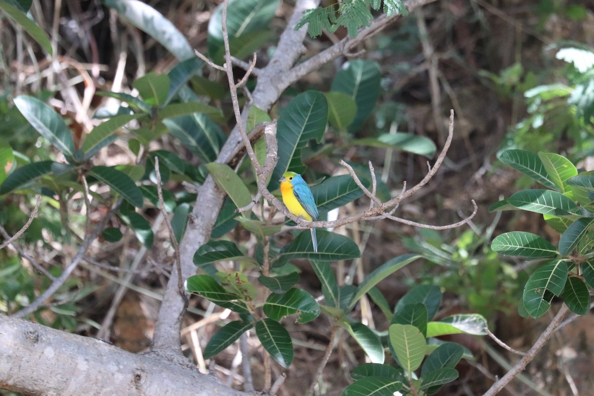 Orange-breasted Bunting - ML645781835