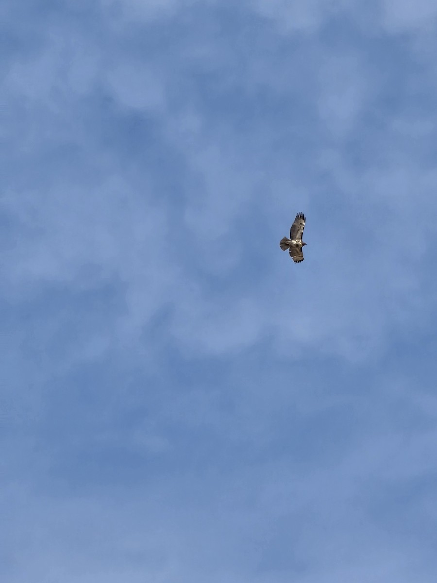 Red-tailed Hawk - ML645781845