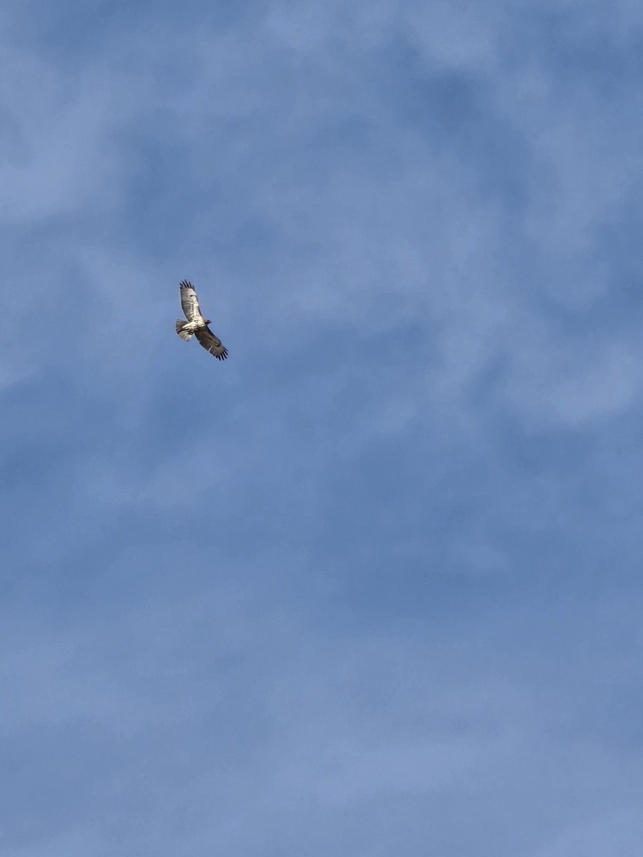 Red-tailed Hawk - ML645781846