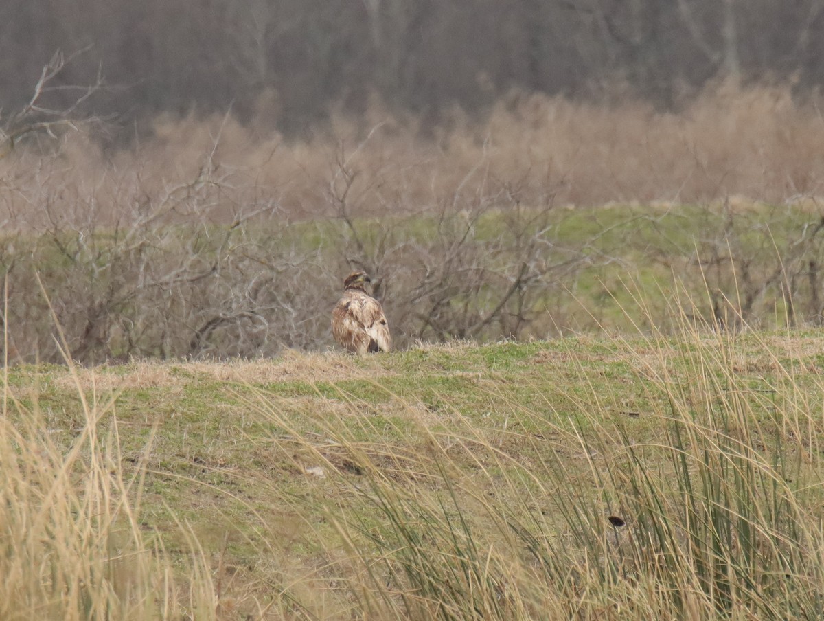 Bald Eagle - ML645781849