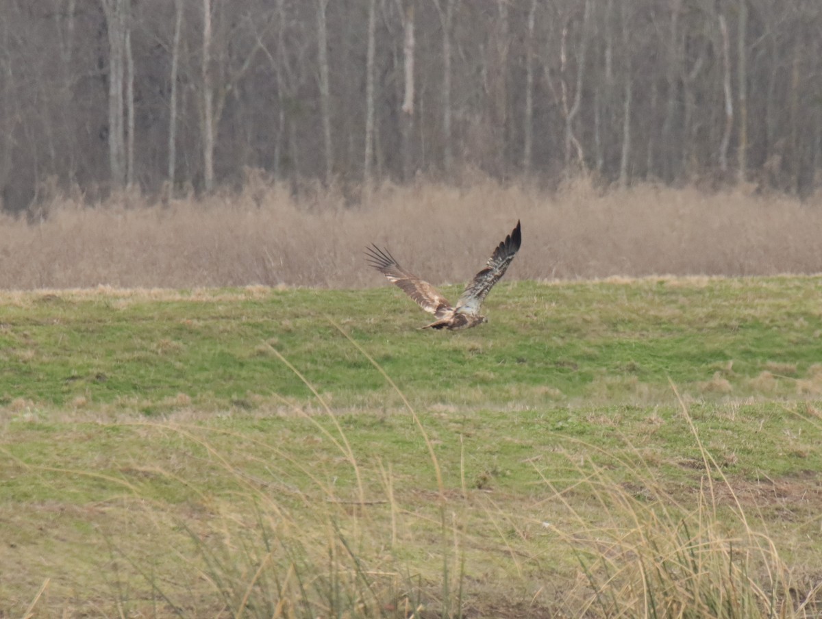 Bald Eagle - ML645781850