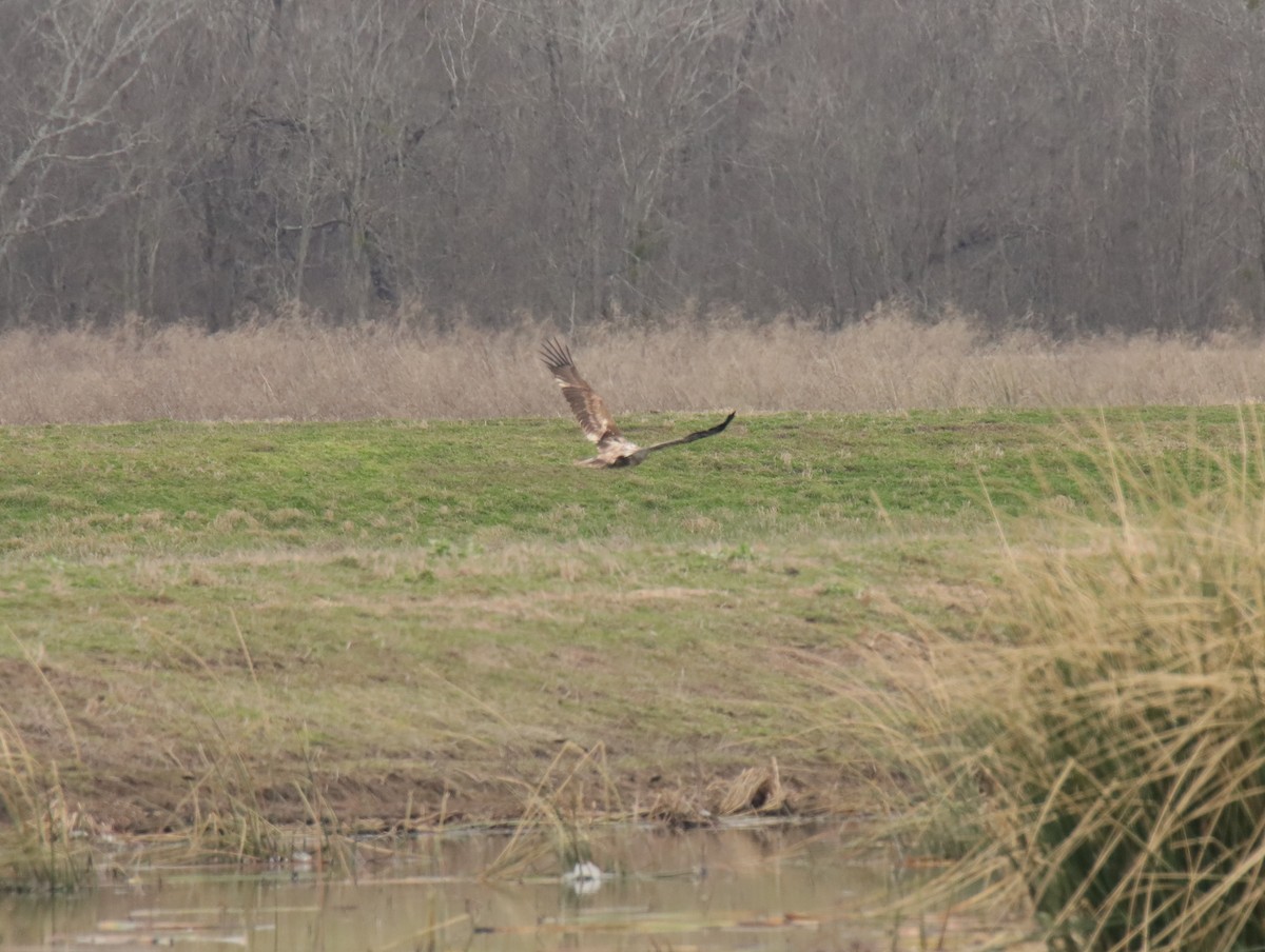 Bald Eagle - ML645781851