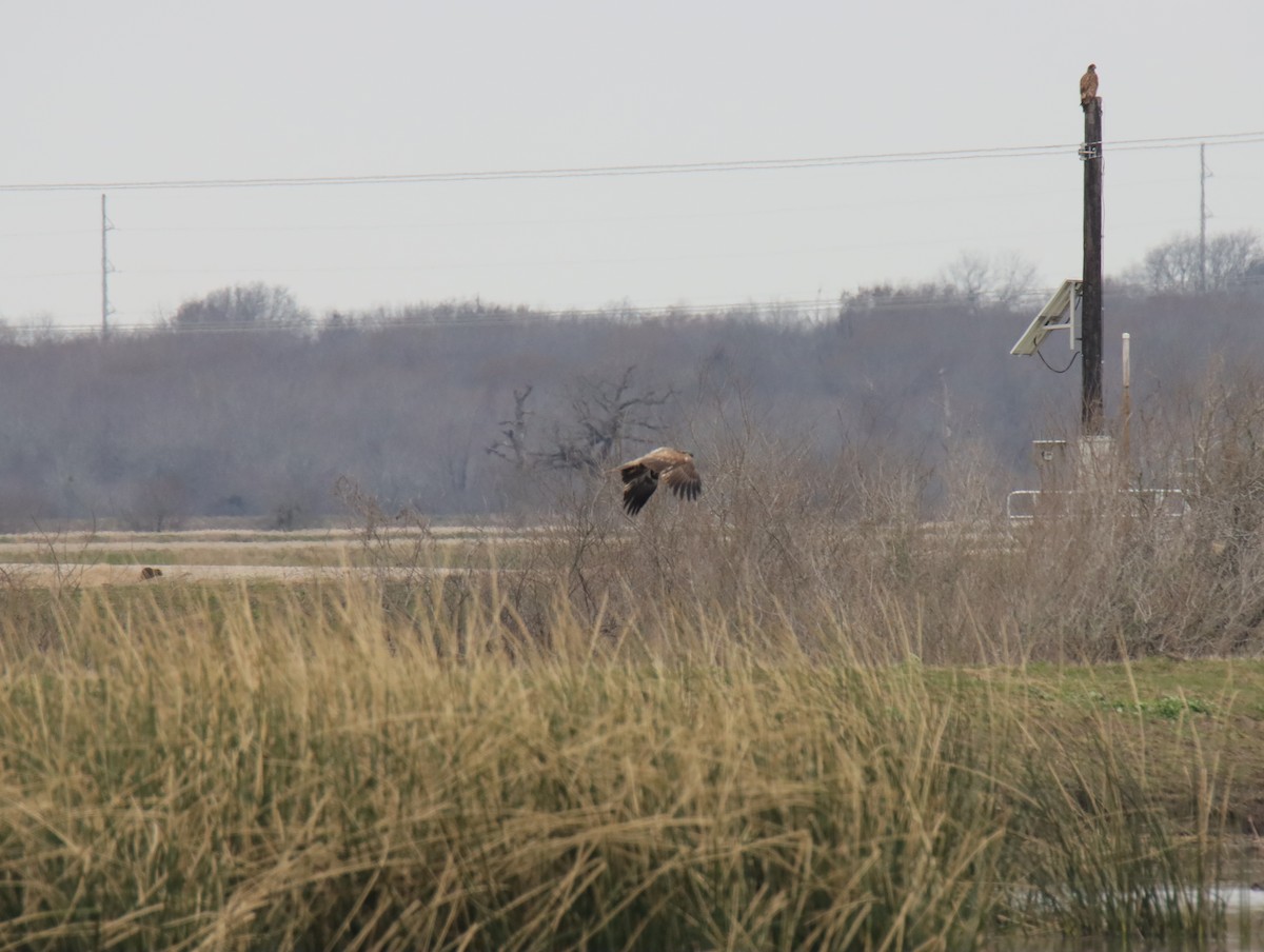 Bald Eagle - ML645781853
