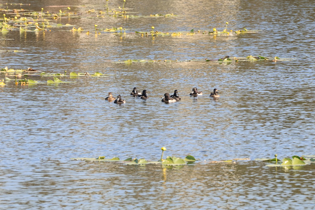 Ring-necked Duck - ML645781855