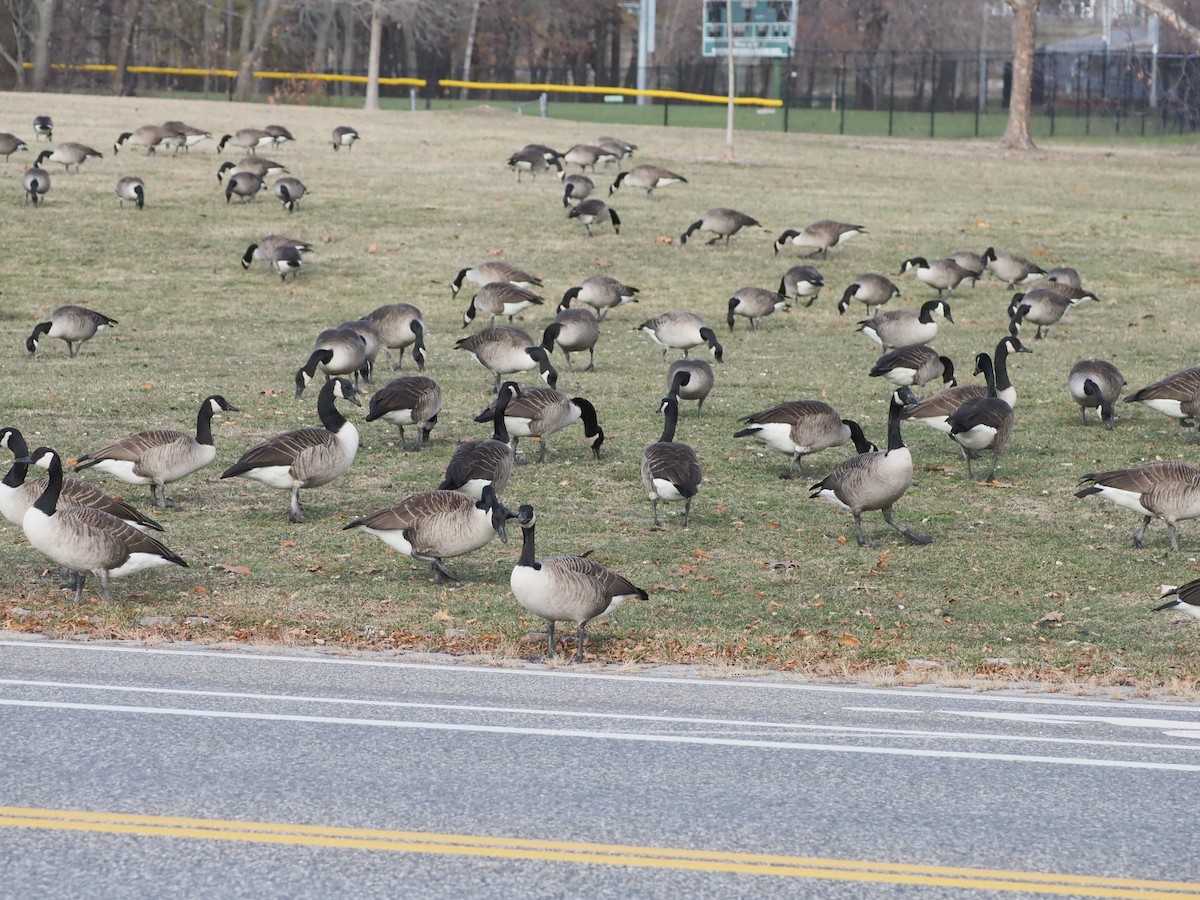 Barnacla Canadiense Grande - ML645781856