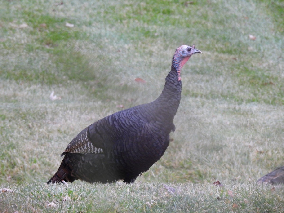 Wild Turkey - ML645781860