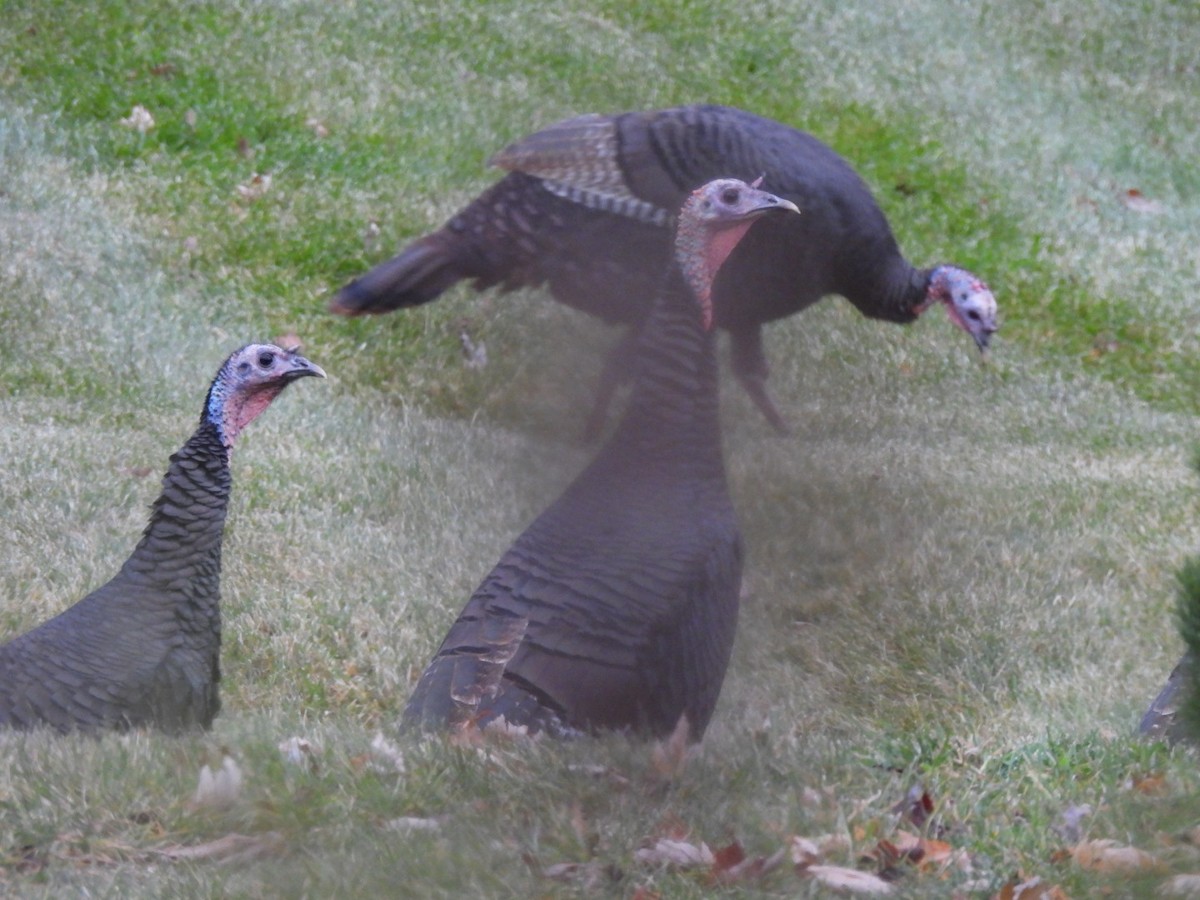 Wild Turkey - ML645781861