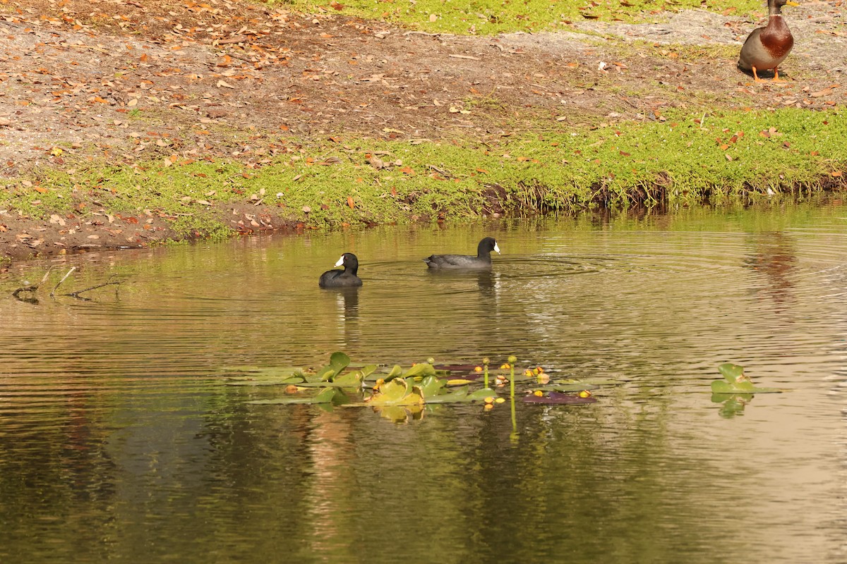 American Coot - ML645781863