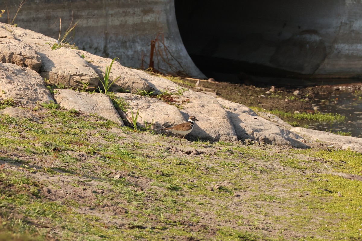 Killdeer - ML645781864