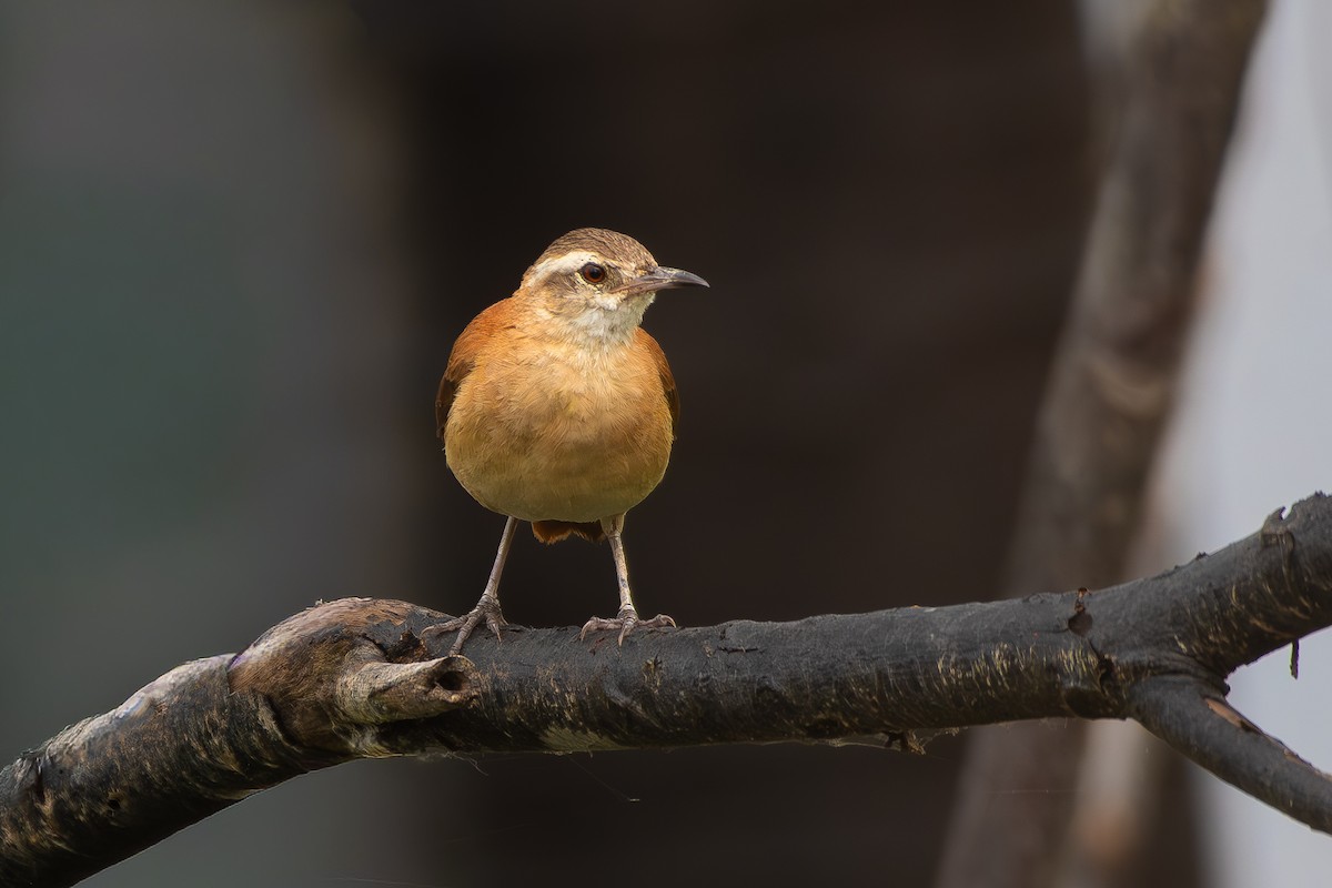 Lesser Hornero - ML645781866