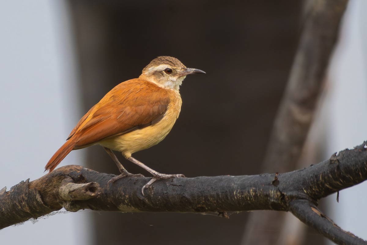 Lesser Hornero - ML645781867