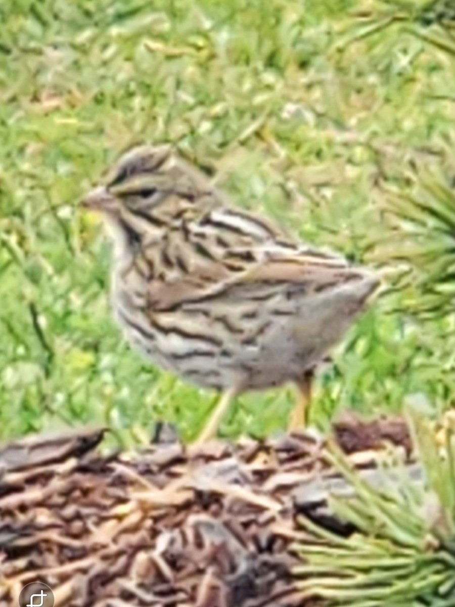 Savannah Sparrow - ML645781869