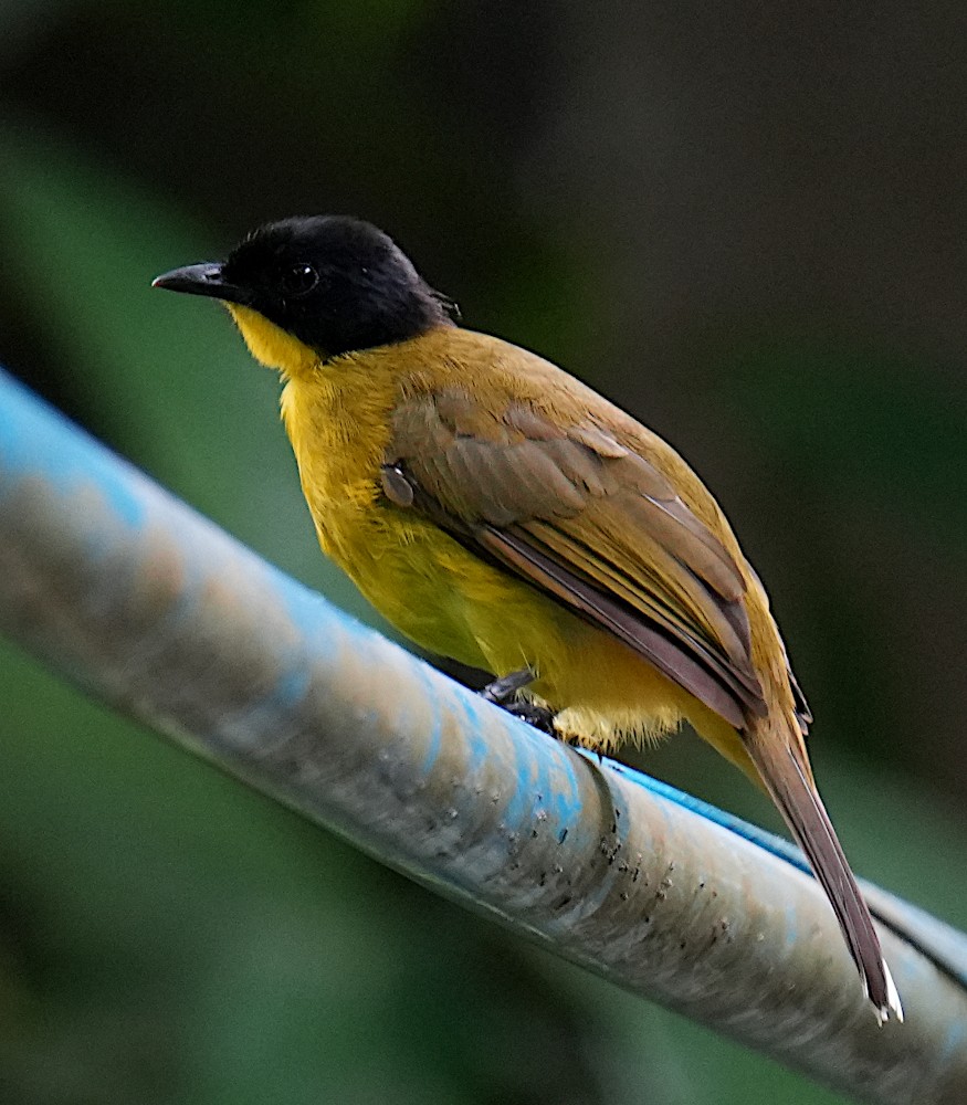 Black-capped Bulbul - ML645781874