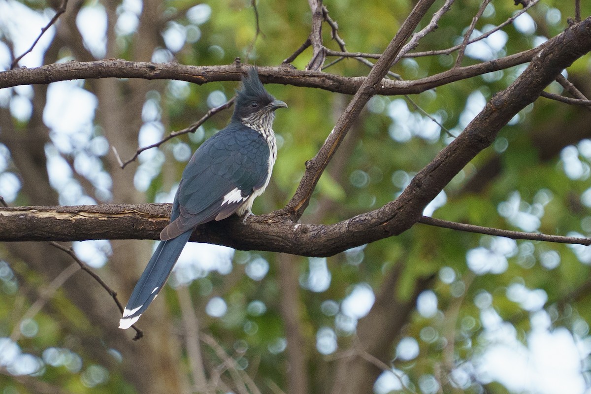 Levaillant's Cuckoo - ML645781890