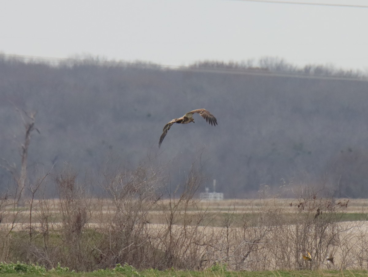 Bald Eagle - ML645781899