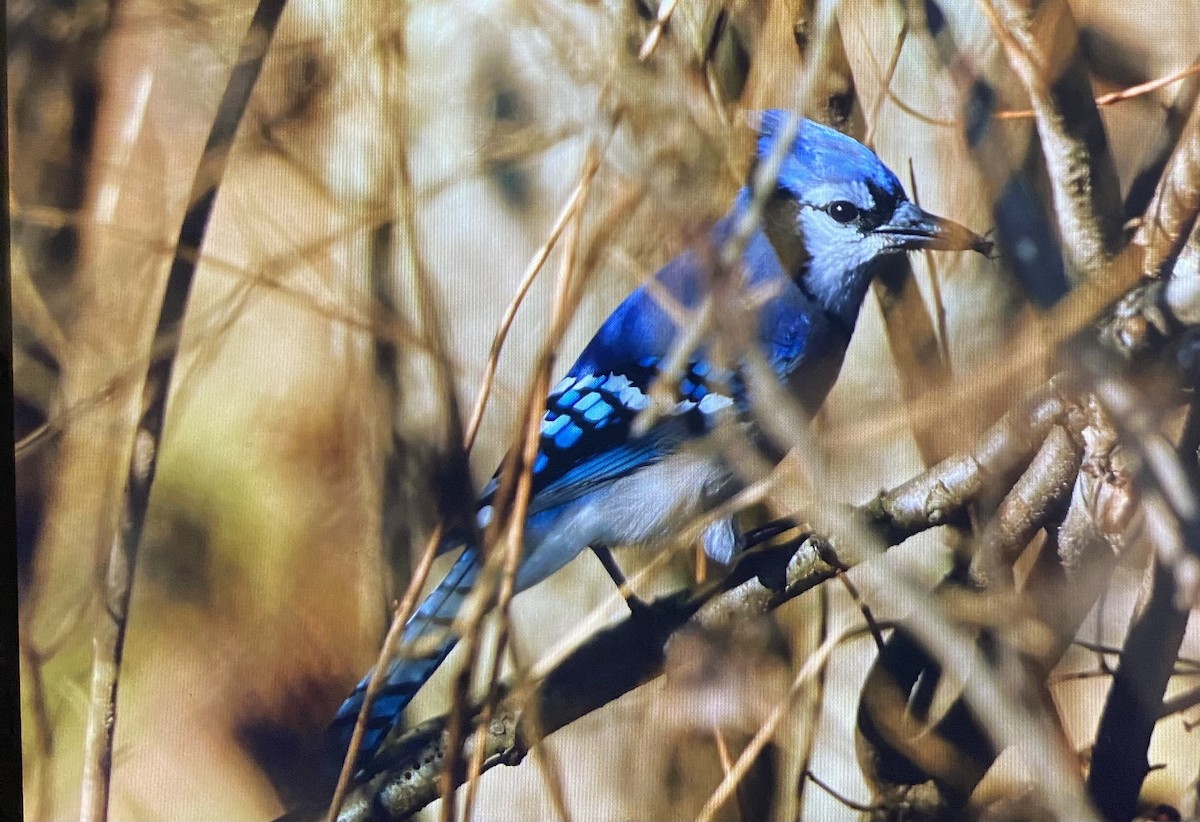 Geai bleu - ML645781900