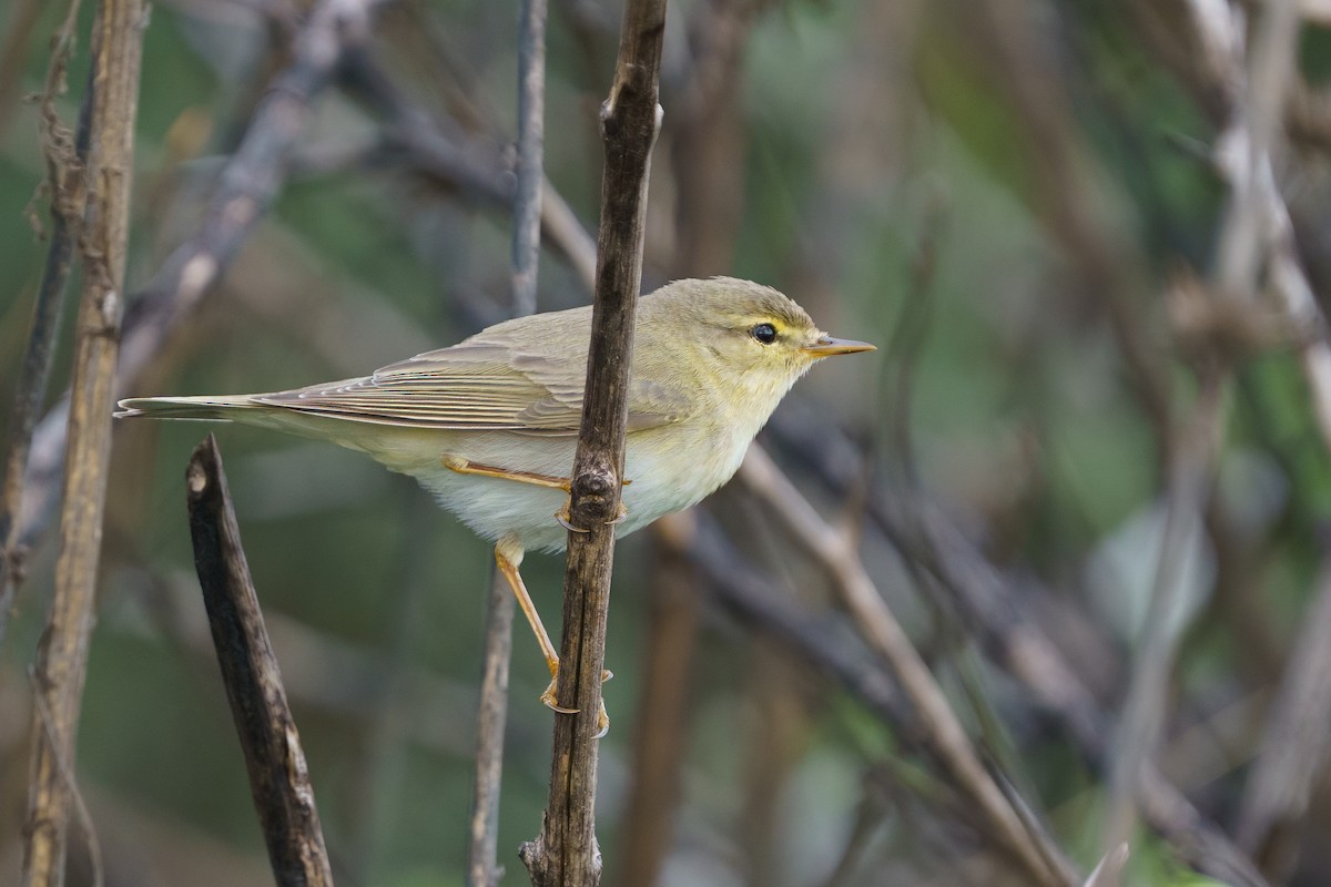 Willow Warbler - ML645781904