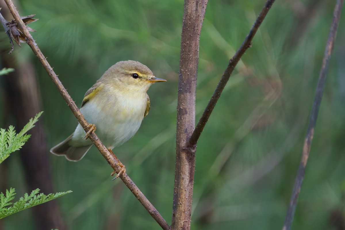 Willow Warbler - ML645781905