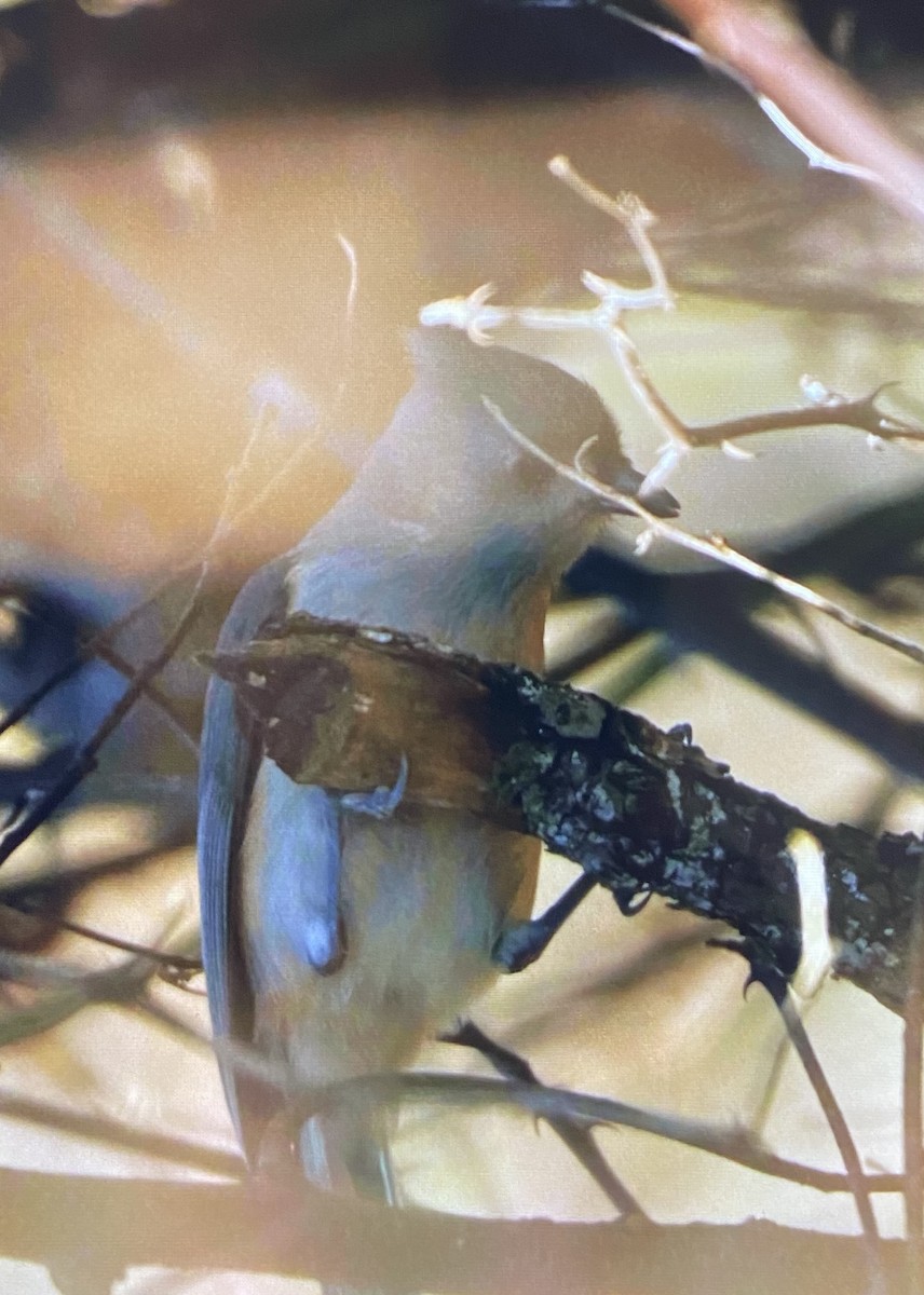 gråduskmeis - ML645781907