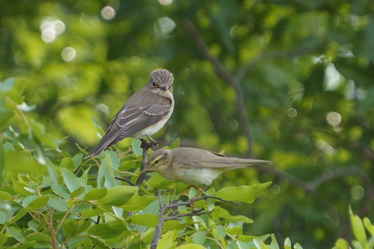 Spotted Flycatcher - ML645781908