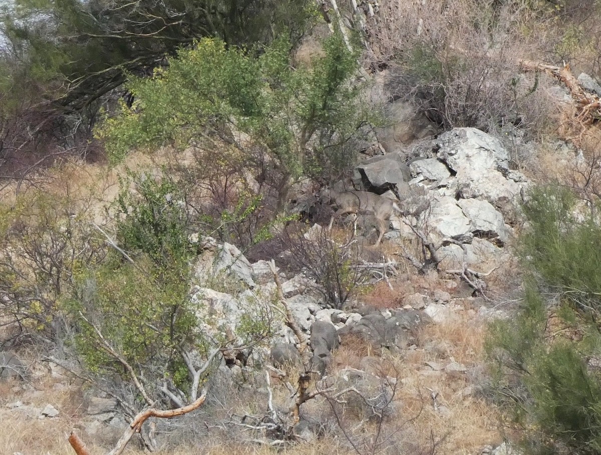 Animals - ML645781911