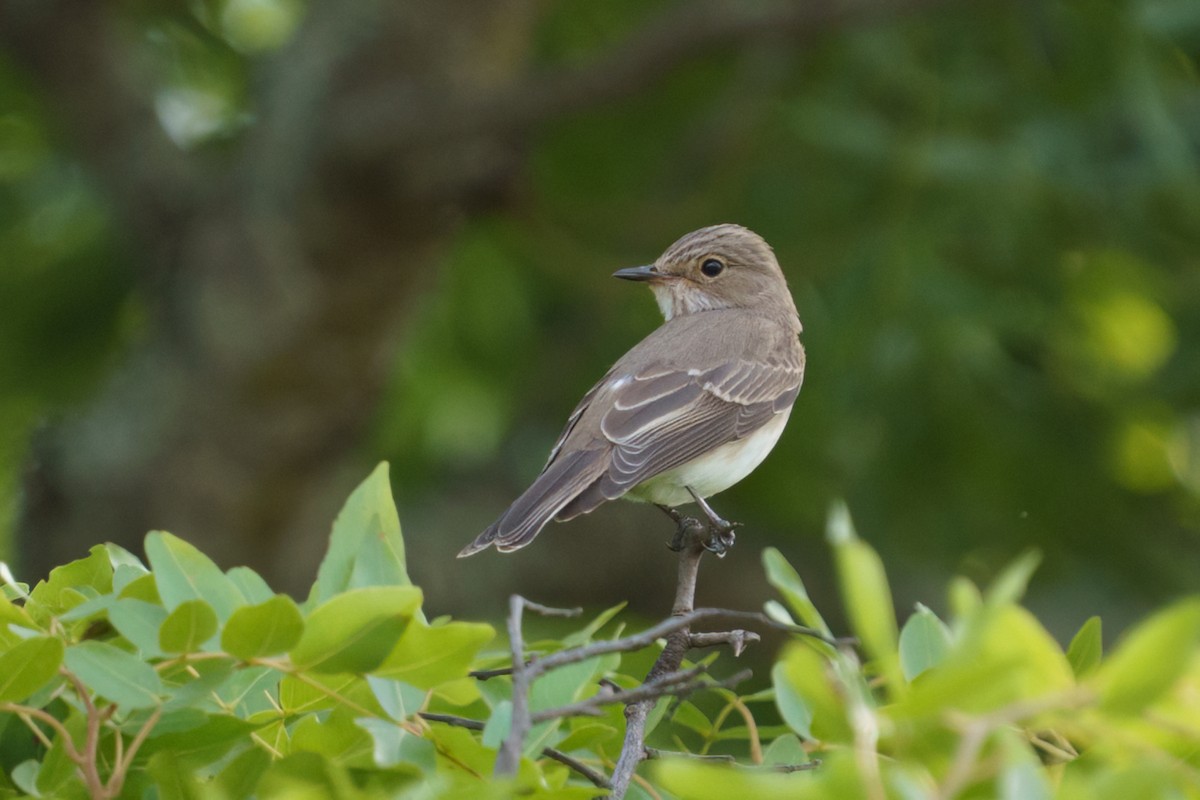 Spotted Flycatcher - ML645781912