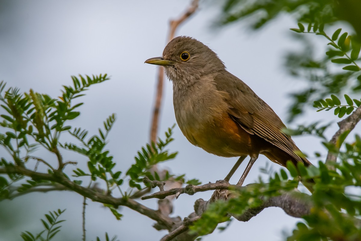 Rufous-bellied Thrush - ML645781914