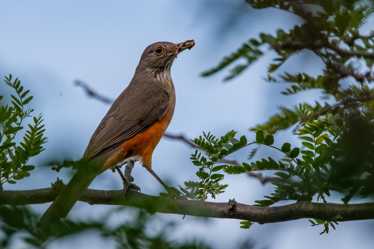 Rufous-bellied Thrush - ML645781915