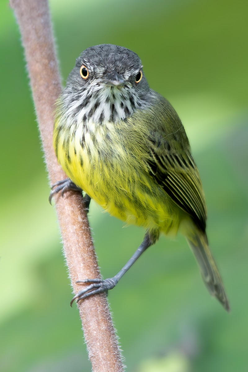 Spotted Tody-Flycatcher - ML645781918